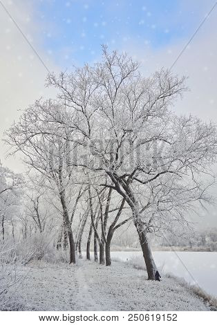 Beautiful Winter Landscape In The City Park.