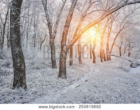 Beautiful Winter Landscape In The City Park.