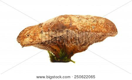 Very Rare Hydnellum Compactum Mushroom, Vulnerable Species On Red Data List