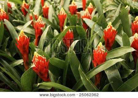 Guzmania Blumen Feld
