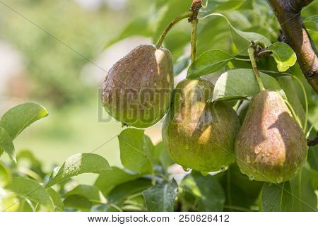 Ripe Pear, Pear Tree. William Bon Chretian Pears Ripening On The Tree. A Pair Of Ripe Pears On The B