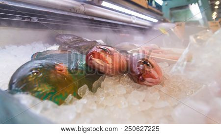 Fishmonger Counter With Queen Parrotfish (scarus Vetula), Bass And Red Snapper On Ice. Fresh Red Sea