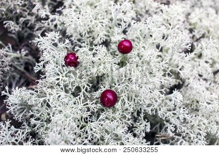 Red Bilberry Berries On A White Moss Background Like A Drop Of Blood On White