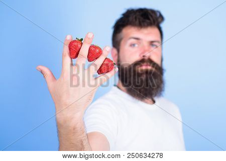 Despite Sweet Taste Berries Contain Zero Sugar. Man Beard Hipster Strawberries Between Fingers Blue 