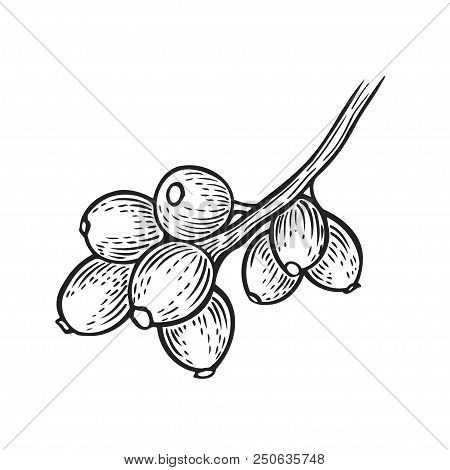 Goji Berry Hand Drawn Vector Illustration Set. Engraved Food Image.