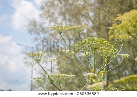 Giant Hogweed Dangerous Poisonous Plant