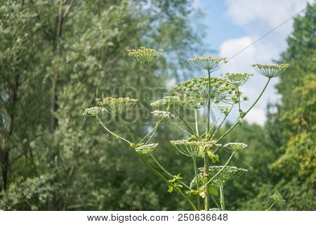 Giant Hogweed Dangerous Poisonous Plant