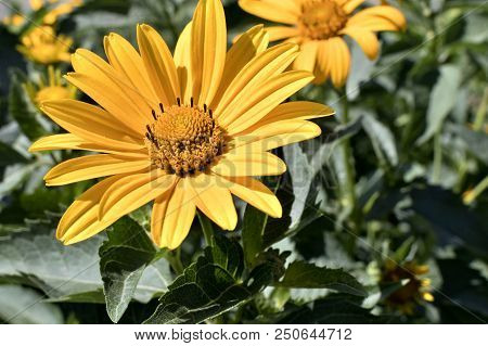 Yellow Flowers Heliopsis Sun, A Plant With The Latin Name Heliopsis