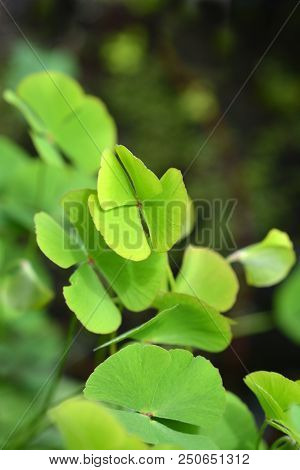 Four-leaf Pepperwort - Latin Name - Marsilea Quadrifolia