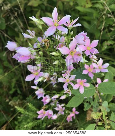 A Group Of Beautiful, Pink Rosepink (sabatia Angularis) Flowers Growing In A Field In Tennessee