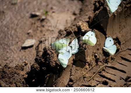 Many Cabbage White Butterfly On Sand. Pieris Canidia.