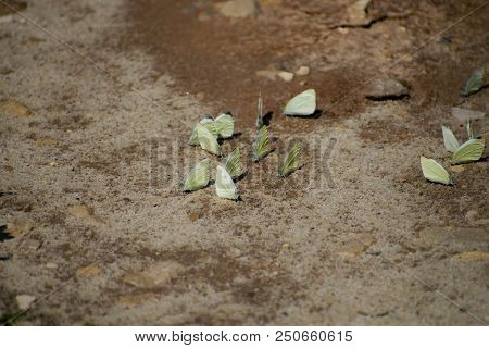 Many Cabbage White Butterfly On Sand. Pieris Canidia.