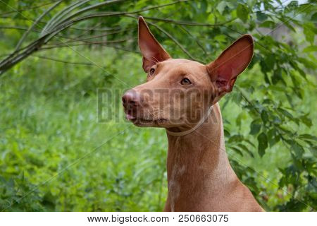 Cute Pharaoh Hound Close Up. Kelb Tal-fenek Or Rabbit Dog. Pet Animals.
