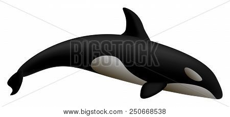 Orca Whale Mockup. Realistic Illustration Of Orca Whale Vector Mockup For Web Design Isolated On Whi