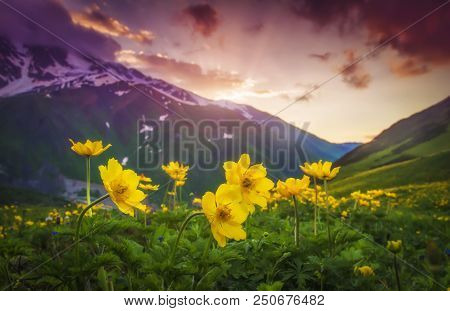 Flowers On Mountain Meadow At Vibrant Sunset In Svaneti, Georgia. Amazing Landscape Of Georgian Moun
