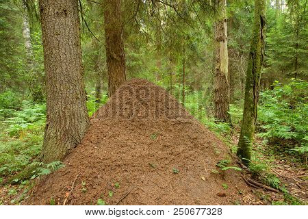 Big Ant Hill In The Summer Forest.