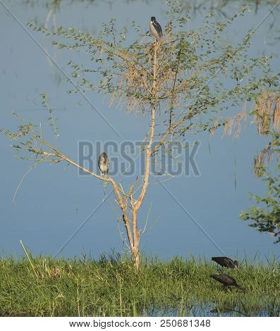 Adult Night Heron And A Juvenile Stood In Tree Over River With Glossy Ibis