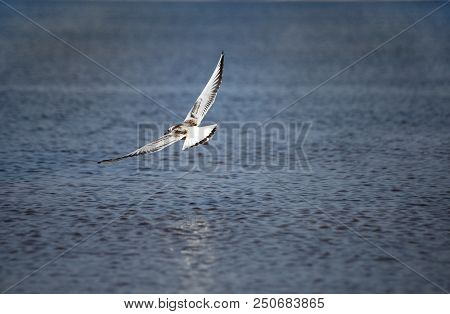 A Young Black-headed Seagull, Chroicocephalus Ridibundus, Is Flying Over The Water. The Wings Of A B