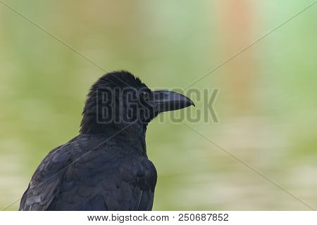 The Jungle Crow Is A Widely Distributed Bird In Asia.