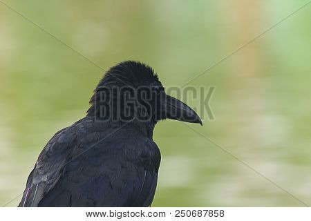 The Jungle Crow Is A Widely Distributed Bird In Asia.