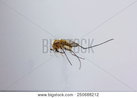 Smaller Mosquitoes Are Found In Tropical And Temperate Areas.