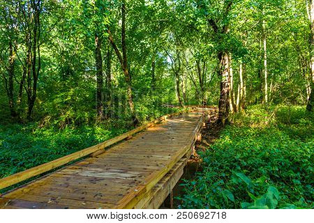 A Footpath Through A Lush Green Forest In The Summer