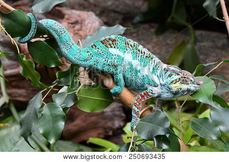 A Chameleon wonders through its jungle environment