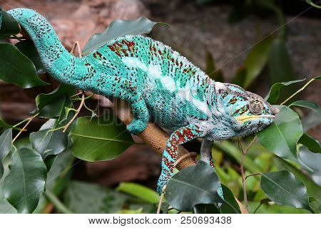 A Chameleon Wonders Through Its Jungle Environment