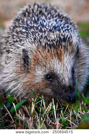 Hedgehog In The Grass Close-up. Stock Photo.