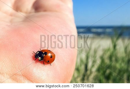 Red Seven-spotted Ladybug With Black And White Spots On A Palm At Sunny Summer Day