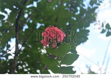 A Closeup Pink Flower With Green Leafs