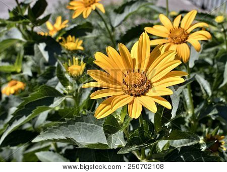 Yellow Flowers Heliopsis Sun, A Plant With The Latin Name Heliopsis