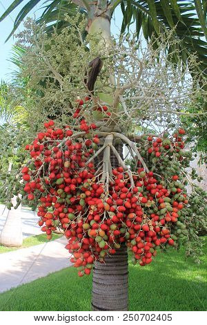 A Red And Green Fruit On Tree