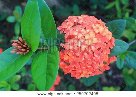 A Red Flower Covered With Green Petals