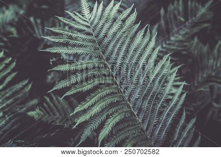 Closeup Macro Of Fern Green Bush Leaves And Branches Toned With Retro Vintage Filters. Textured Natu