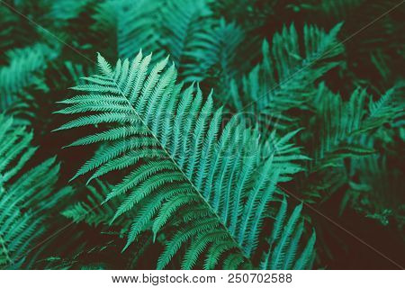 Closeup Macro Of Fern Green Bush Leaves And Branches Toned With Retro Vintage Filters. Textured Natu