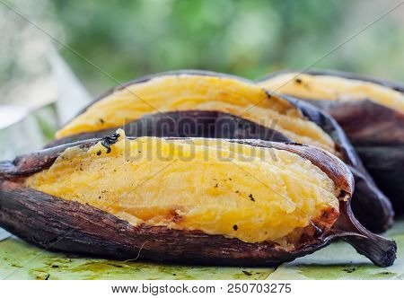 Delicious Grill Silver Bluggoe Banana On Banana Leaf Against Blurred Natural Green Background For Th