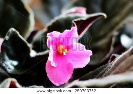 Pink African Violet With Blur Background. Flower