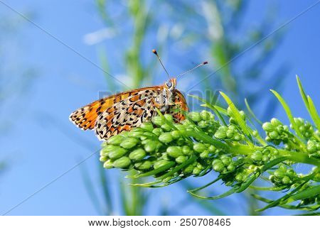 Bright Red Butterfly On A Meadow. Brush-footed Butterflies.