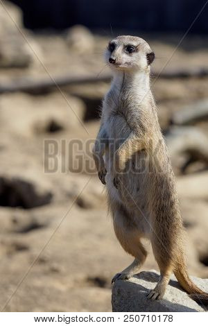 Suricata Standing On A Guard. Curious Meerkat (suricata Suricatta).