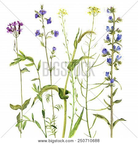 Background With Watercolor Drawing Palnts And Flowers, Hand Drawn Illustration