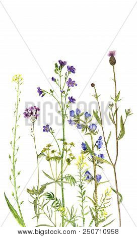 Background With Watercolor Drawing Palnts And Flowers, Hand Drawn Illustration