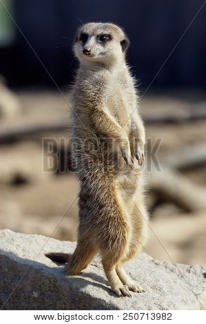 Suricata Standing On A Guard. Curious Meerkat (suricata Suricatta).