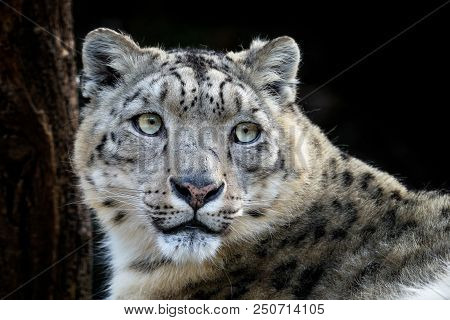 Face Portrait Of Snow Leopard - Irbis (panthera Uncia).
