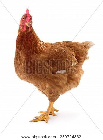 Brown Hen Isolated On A White Background.