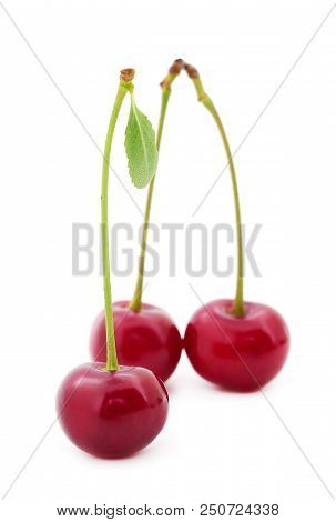 Ripe Cherrys With Petioles Isolated On White Background.