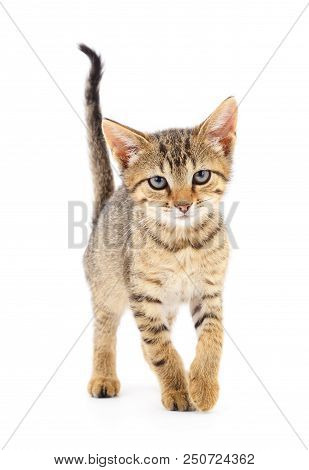 Small Brown Kitten On A White Background.