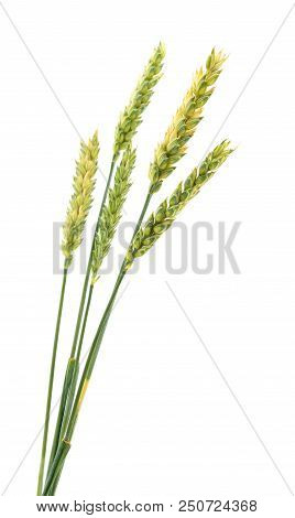 Green Ears Of Wheat Isolated On White Background