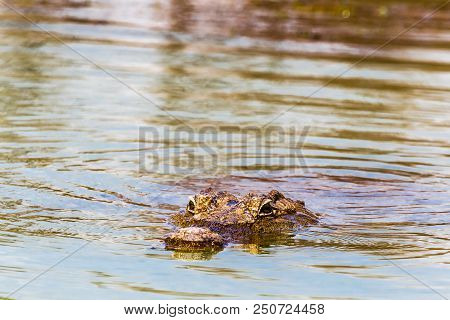 Portrait Of A Floating Crocodile. Lake Baringo, Kenya. Africa