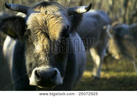 Bull 002